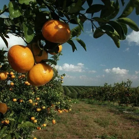 thumbnail for publication: 2014/15 Picking, Roadsiding, and Hauling Charges for Florida Citrus